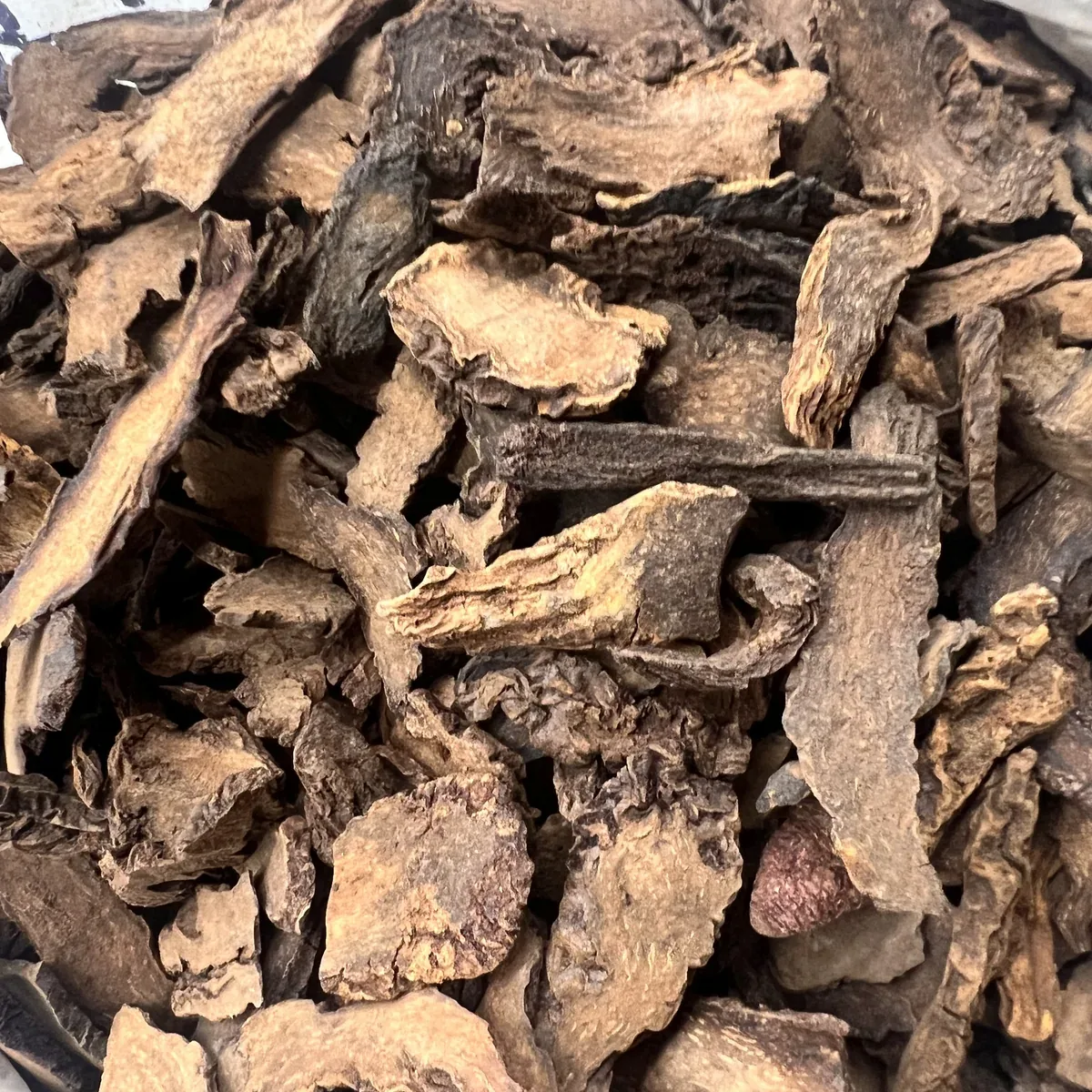 Cynomorium Stem 锁阳 display presentation photo from Bozhou China