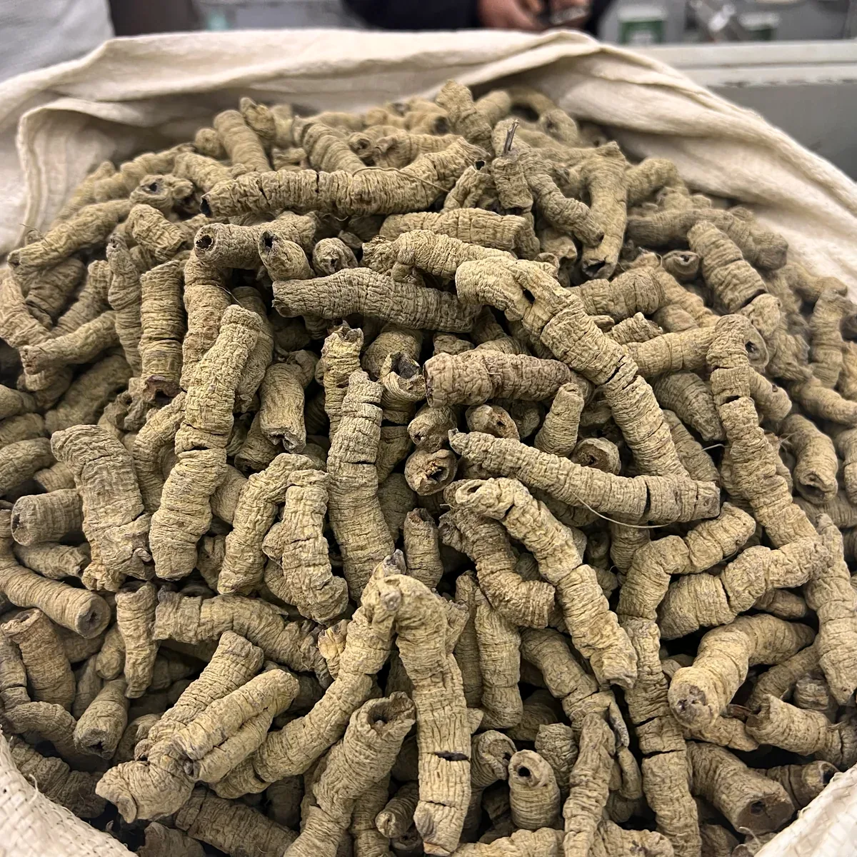Morinda Root 巴戟天 water infusion reference photo from Bozhou China