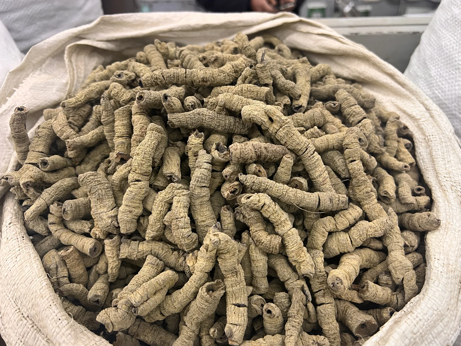 Morinda Root 巴戟天 wholesale product image