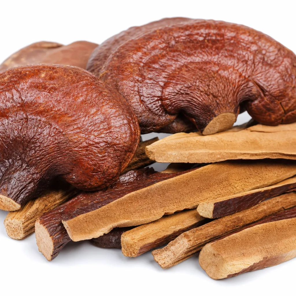 Reishi Mushroom 灵芝 bulk wholesale from Bozhou China